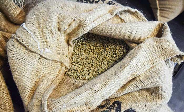 Granos de café verde y maduros antes del tueste